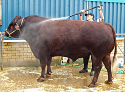 cow-washing.jpg
